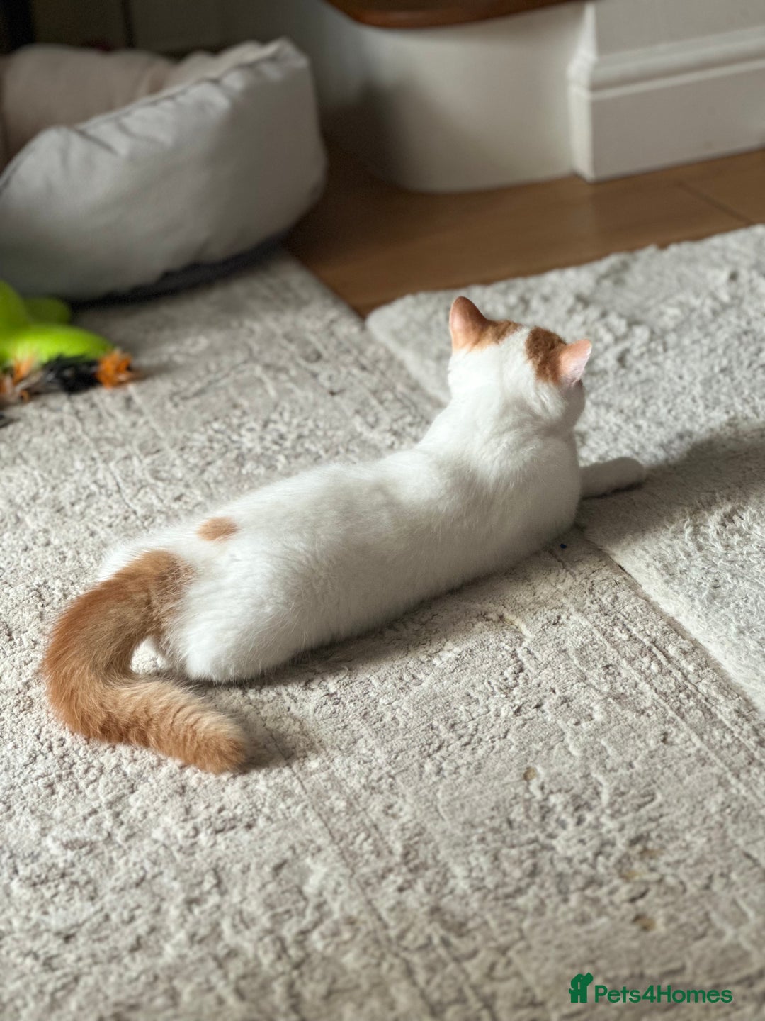 British Shorthair cats for sale: Pedigree Champion line BLH/BSH kittens 🩵🩷💙 - Image 14