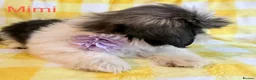 Shih Tzu dogs for sale: Beautiful Shih Tzu puppies  - Advert 9