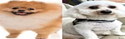 Maltipom dogs for sale: Gorgeous hypollargen puppies looking for home - Advert 1