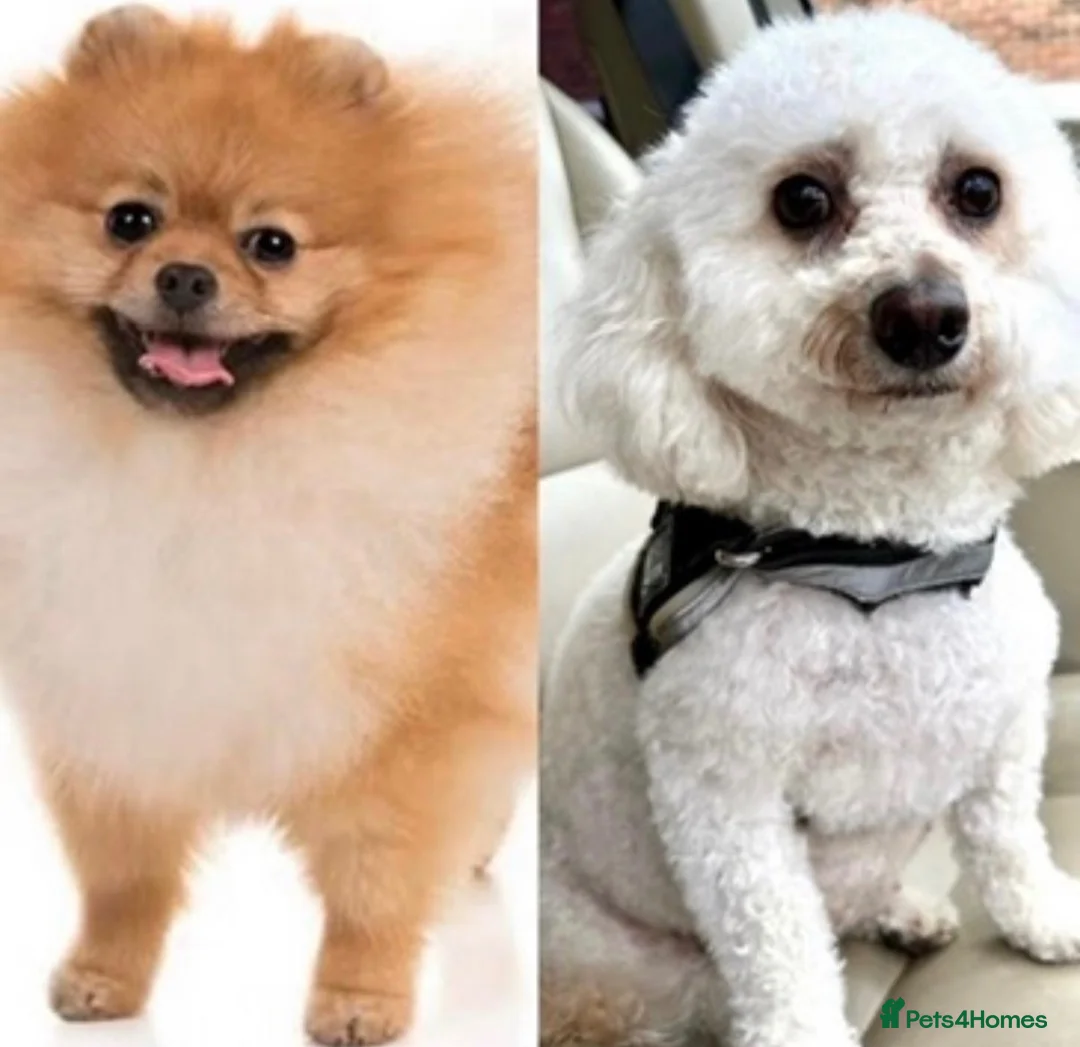 Maltipom dogs for sale: Gorgeous hypollargen puppies looking for home - Advert 1