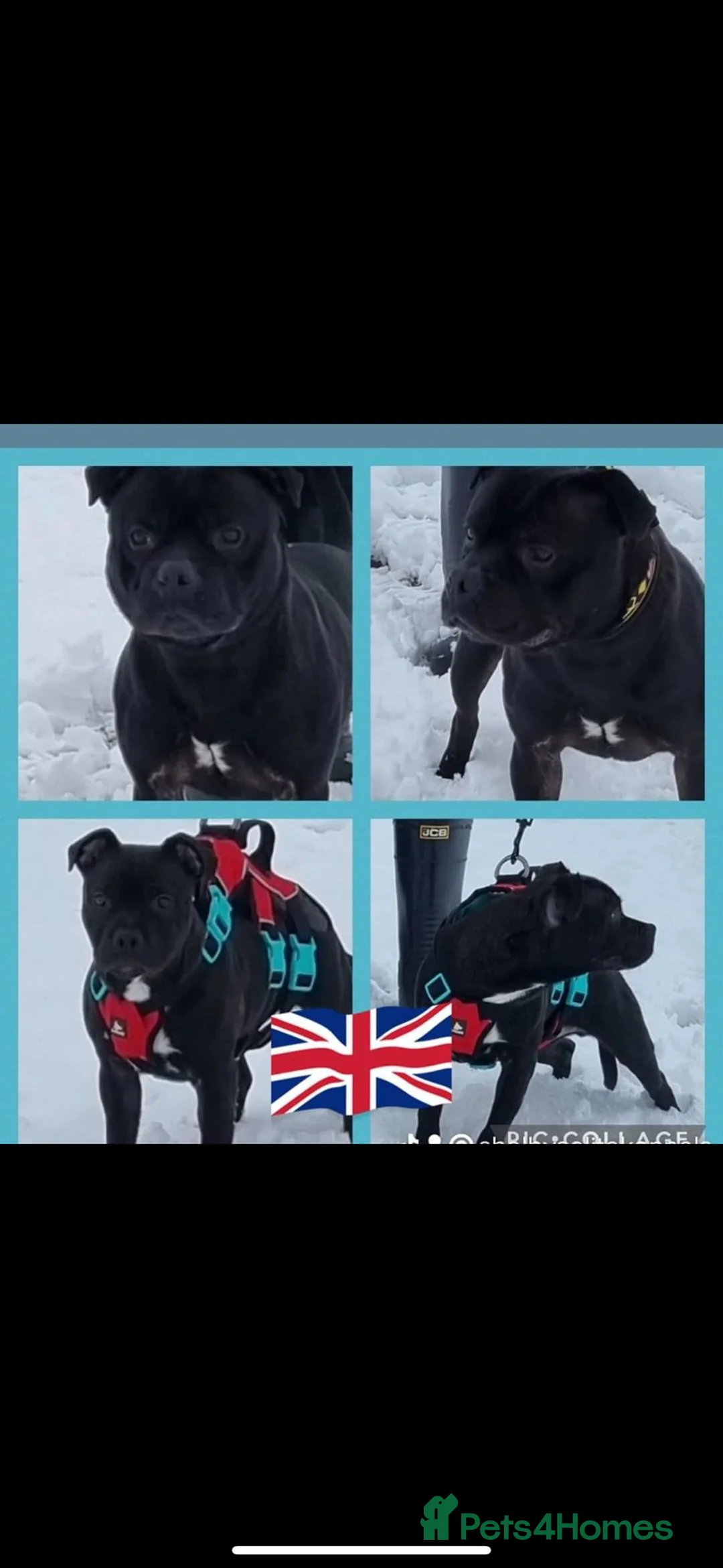 Staffordshire Bull Terrier dogs for stud: STORM FOR STUD in Newton Aycliffe - Advert 9