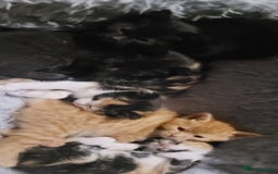 Mixed Breed cats for sale: Beautiful kittens needing loving homes - Image 11