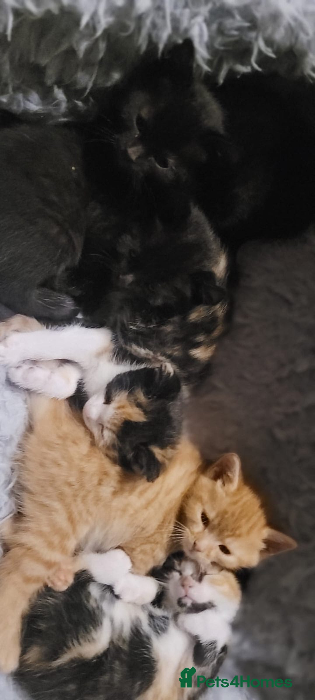 Mixed Breed cats for sale: Beautiful kittens needing loving homes - Image 11