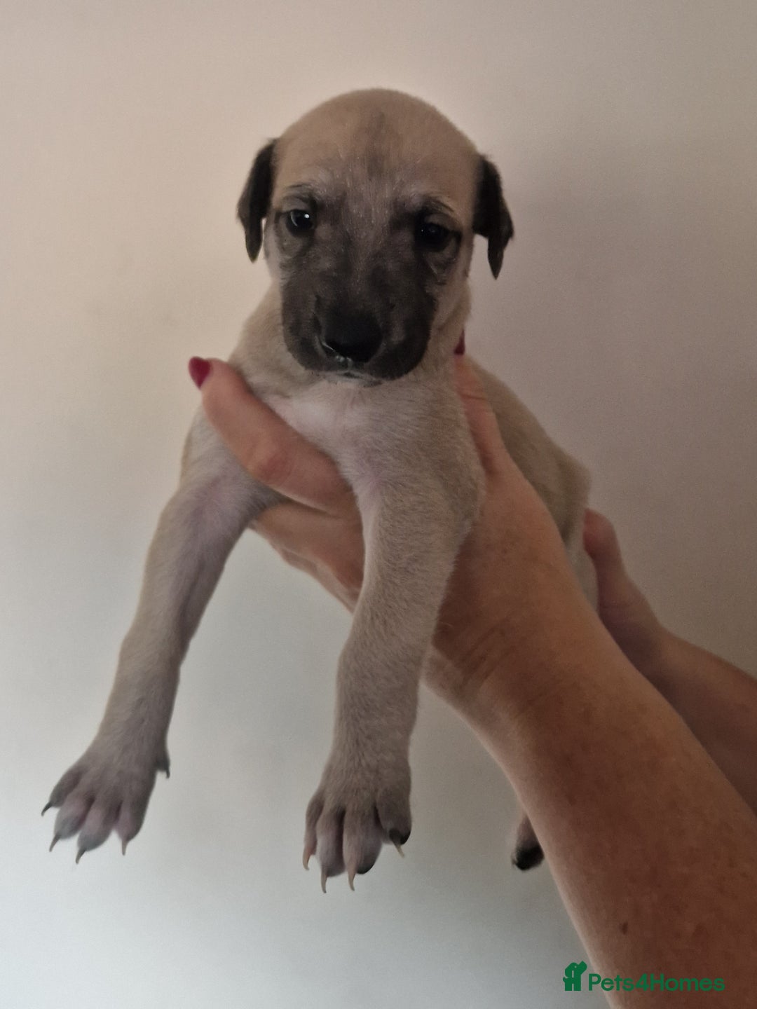 Whippet dogs for sale: KC Registered Whippet Pups - 2 girls left - Image 6
