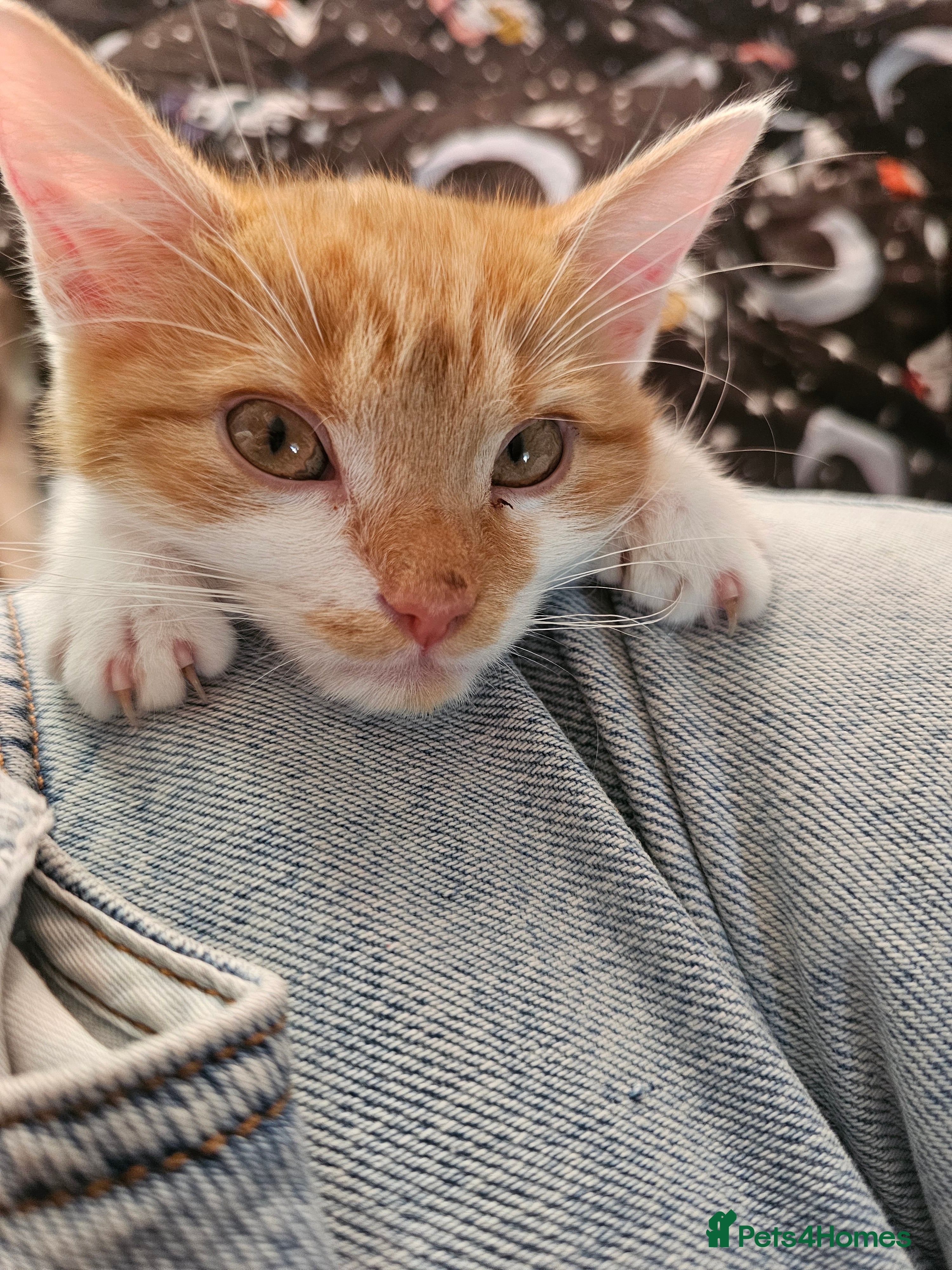 Mixed Breed cats Female ginger cat - Advert 5