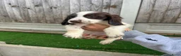 Cocker Spaniel dogs for sale: Show cocker spaniel  - Advert 9