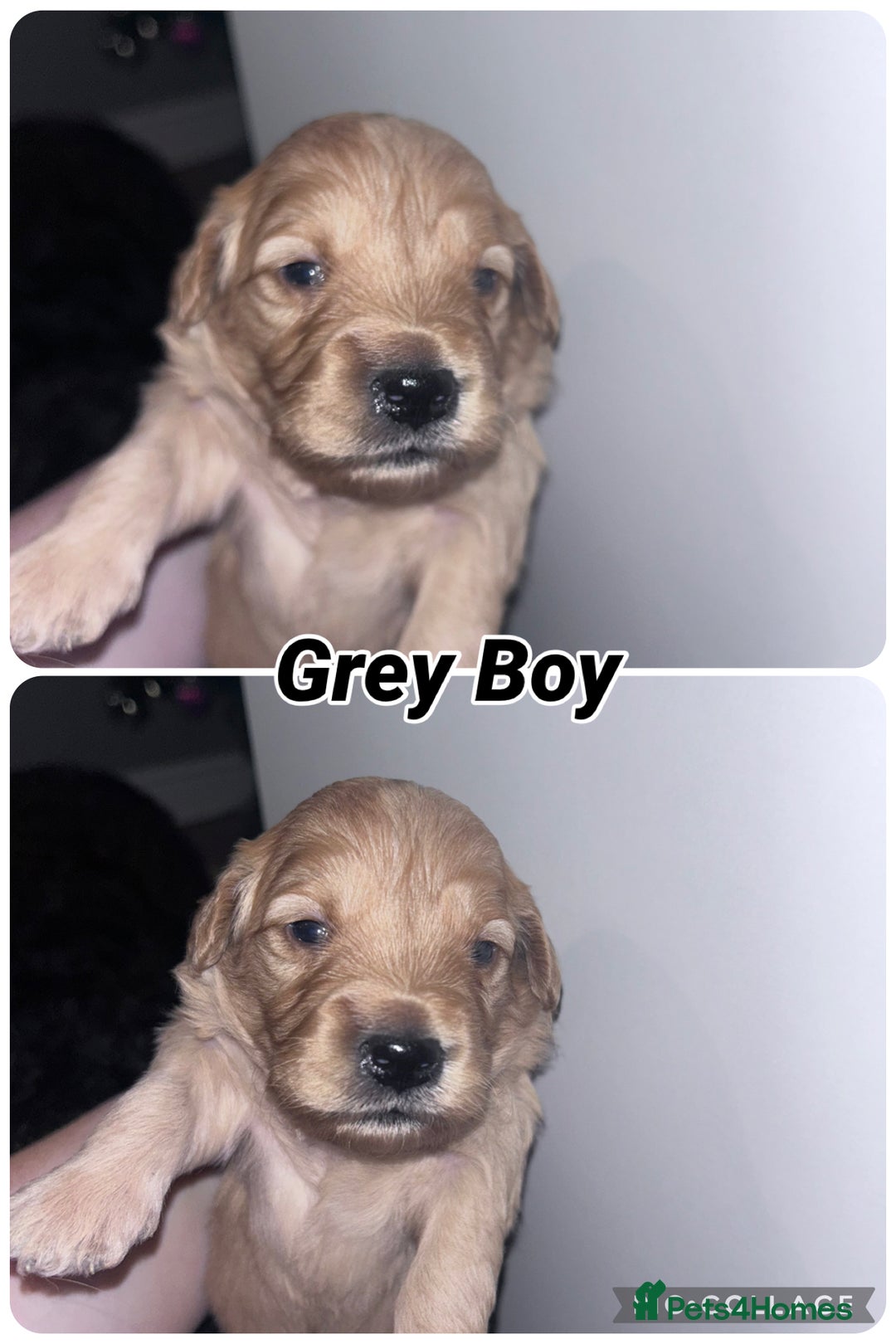 Goldendoodle dogs for sale: F1 mini Goldendoodles - Advert 21