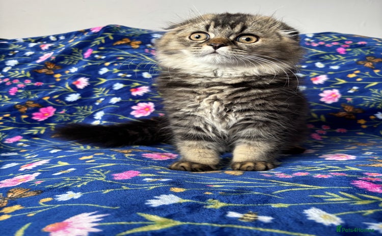 Scottish Fold cats - Advert 13