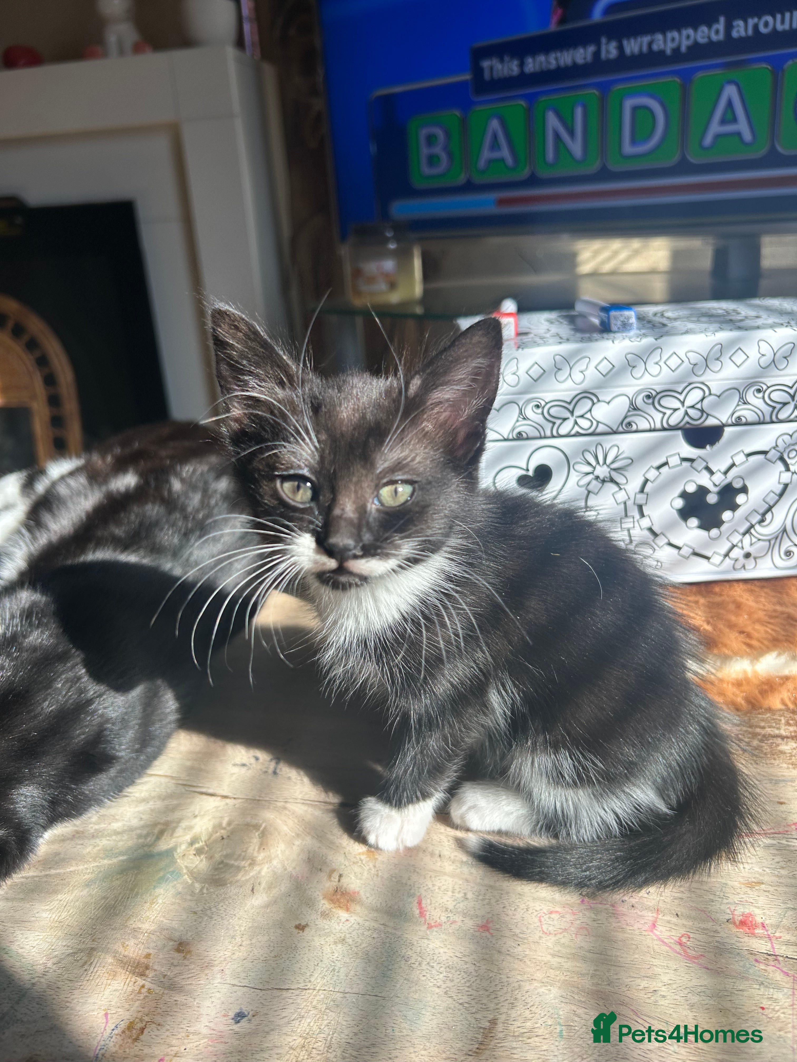 Mixed Breed cats 4 mixed breed kittens  - Advert 22