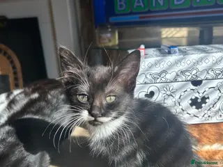 Mixed Breed cats 4 mixed breed kittens - Advert 22