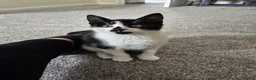 Mixed Breed cats for sale: 2 female kittens  in Hull - Advert 6