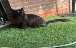 Maine Coon cats for sale: Female Pure mainecoon - Image 3