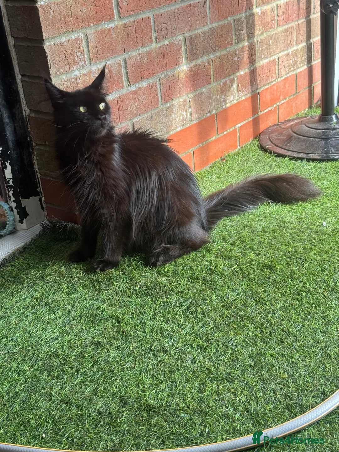 Maine Coon cats for sale: Female Pure mainecoon - Image 3