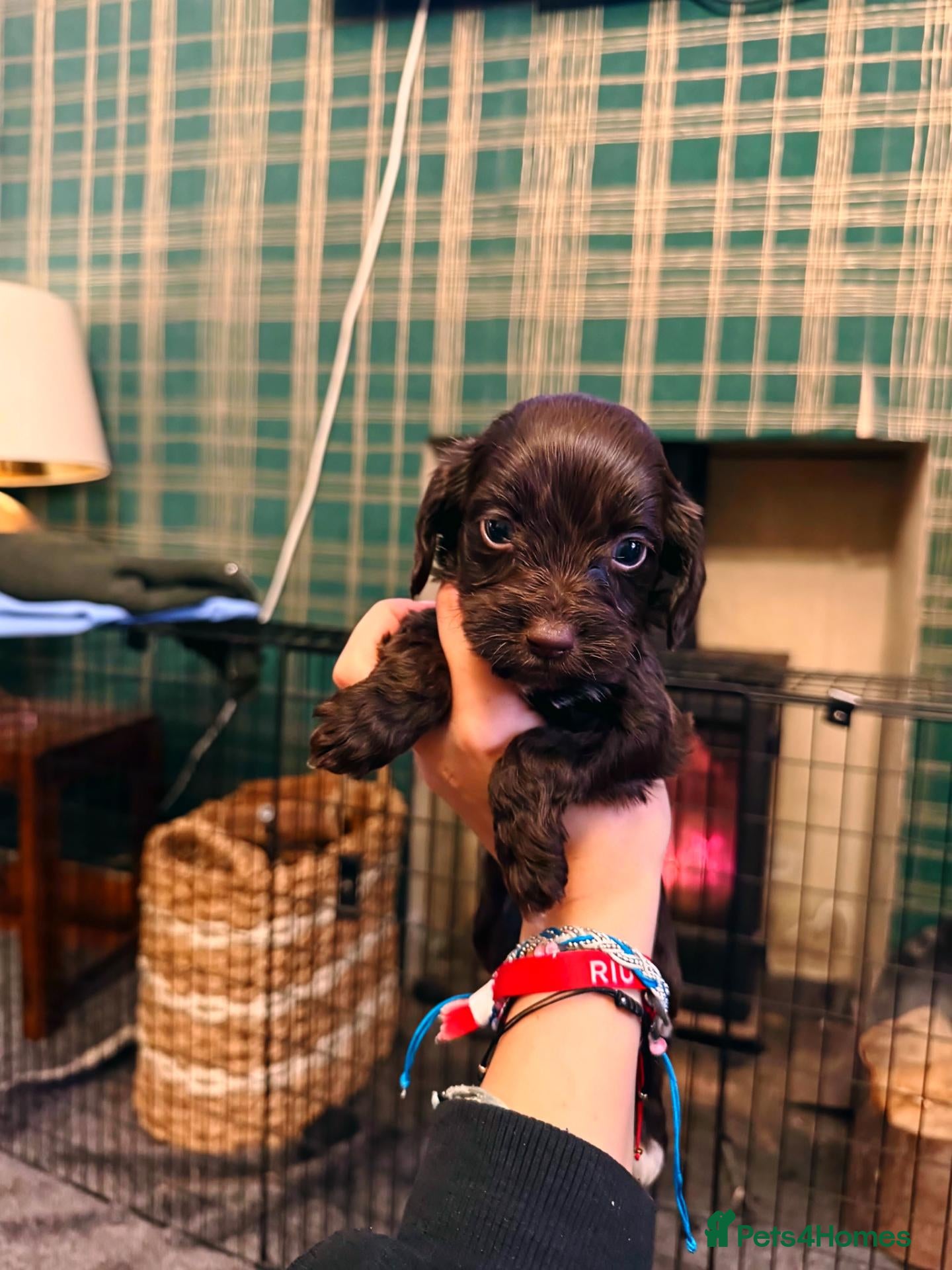 Cockapoo dogs Beautiful Cockapoo Puppies 1 Boy 3 Girls remaining - Advert 2