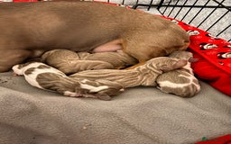 Miniature Dachshund dogs for stud: Halo Outstanding Isabella and Tan - Advert 12