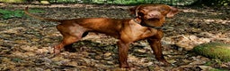 Hungarian Vizsla dogs for sale: Stunning Vizsla Puppies  - Advert 11