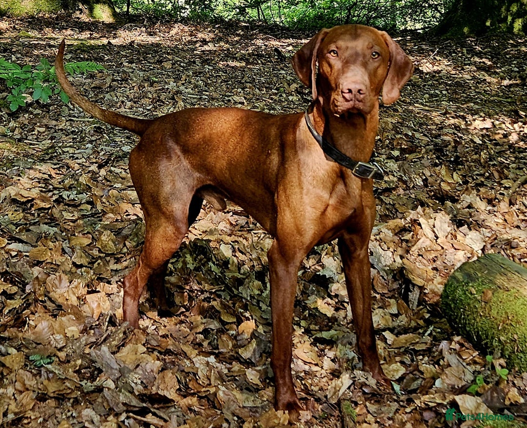 Hungarian Vizsla dogs for sale: Stunning Vizsla Puppies  - Advert 11
