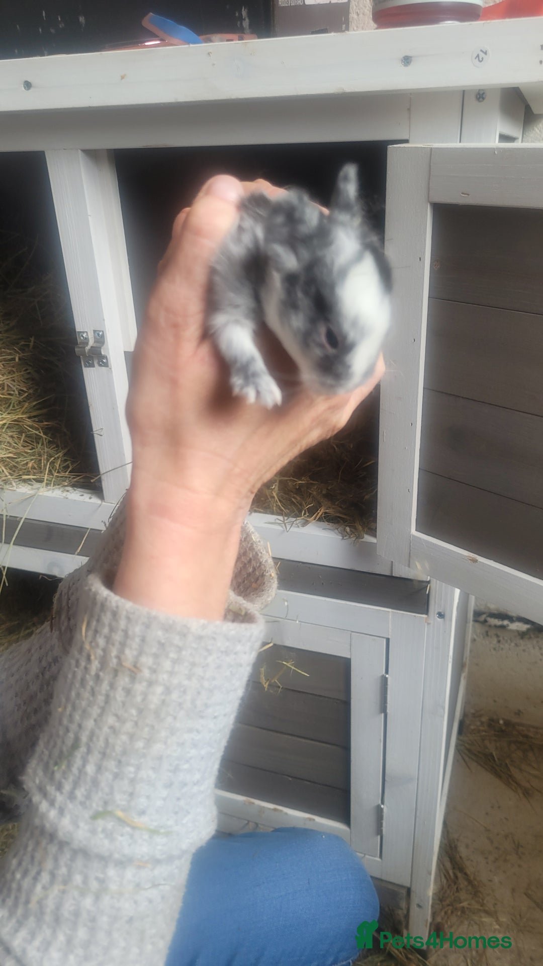 English Lop rabbits for sale: Rabbits  - Image 5