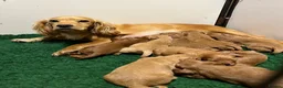 Cockapoo dogs for sale: The most beautiful cockapoo babies  - Advert 6