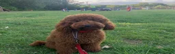 Toy Poodle dogs for sale: 🐾KC Registered Male Red Toy Poodle Puppy 🐾 - Advert 3