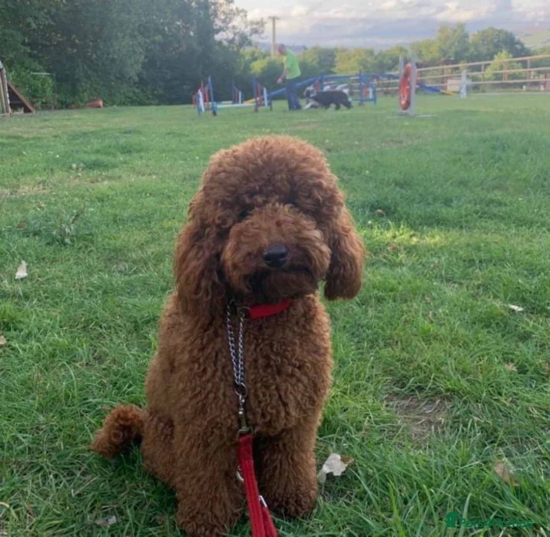 Toy Poodle dogs for sale: 🐾KC Registered Male Red Toy Poodle Puppy 🐾 - Advert 3