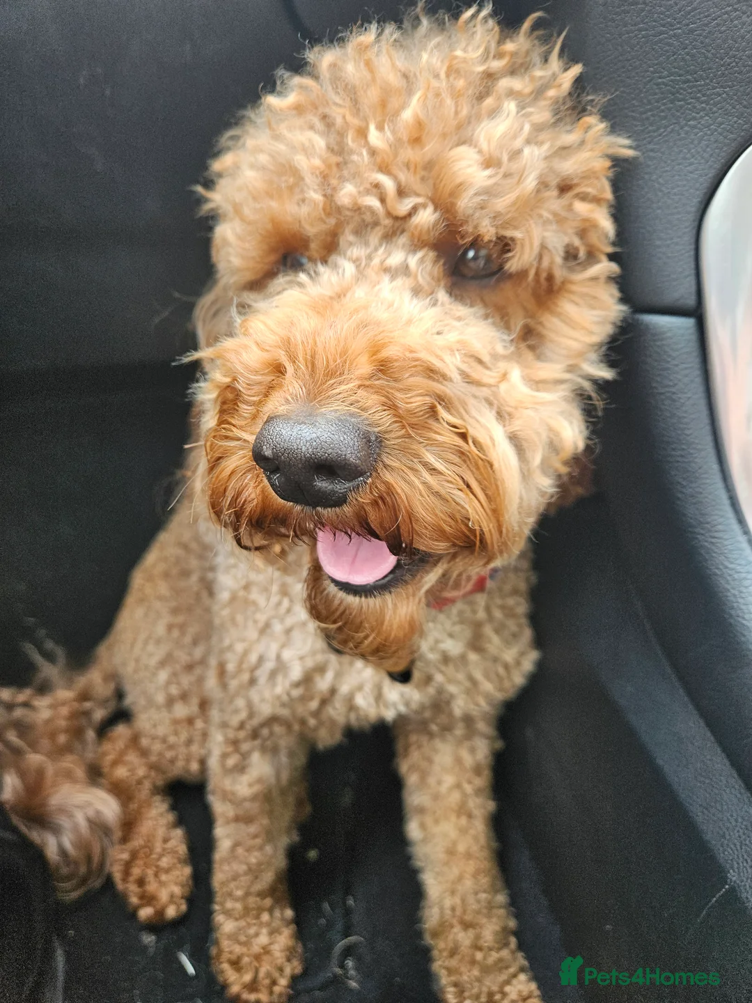 Cockapoo dogs for stud: ** STUD **  - Advert 2