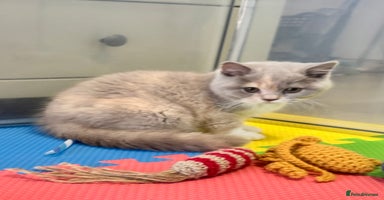 British Shorthair cats - Advert 11