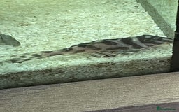 Plecos fish for sale: L236rb. Cracked Zebra Plecos.  - Image 10