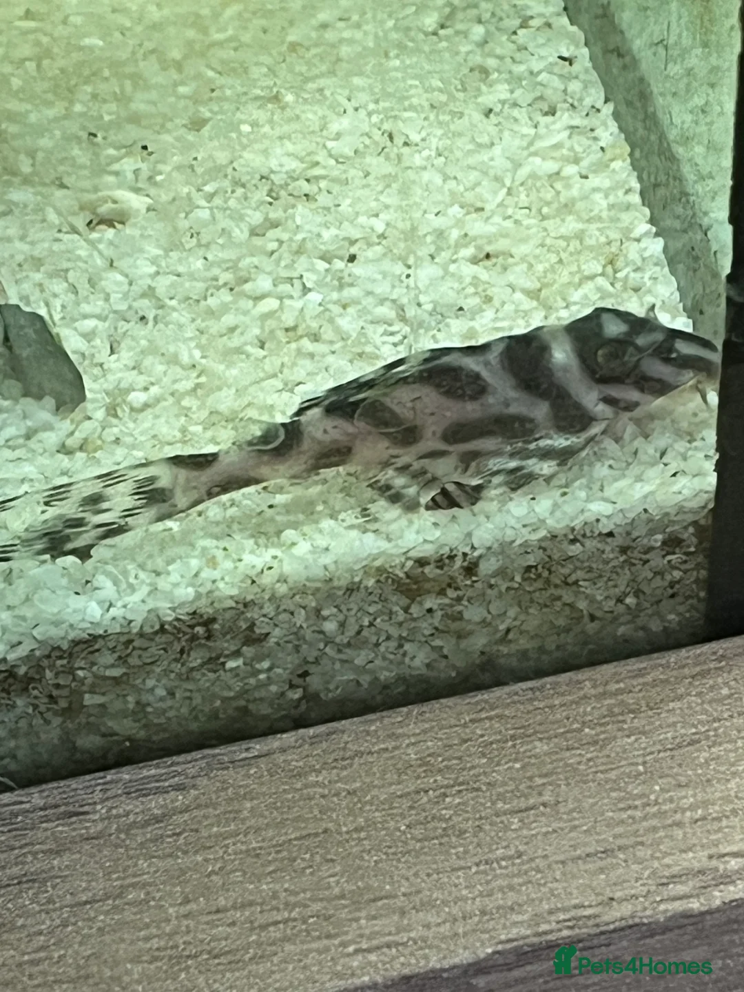 Plecos fish for sale: L236rb. Cracked Zebra Plecos.  - Advert 10