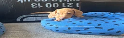 Miniature Dachshund dogs for sale: Gorgeous Trio of Mini Dachshunds in Portsmouth - Advert 8