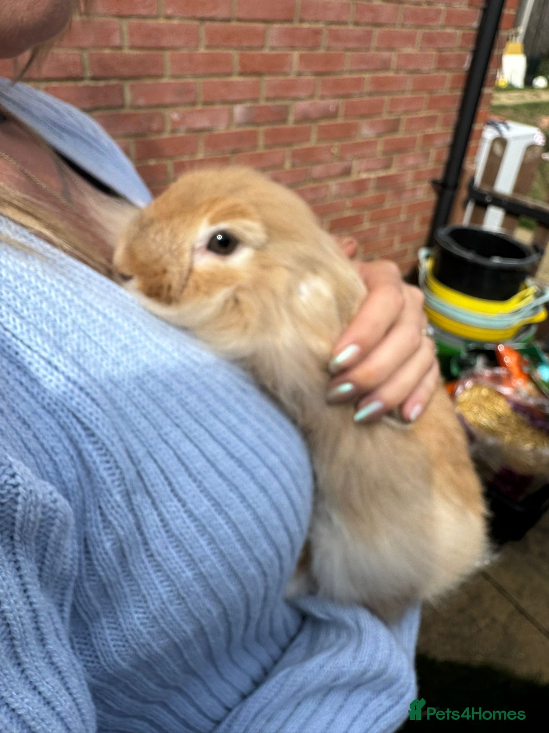 Mini Lion Lop rabbits for sale: Mini lion lop mini lop bunnies  - Image 5