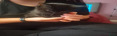 Black kitten 1