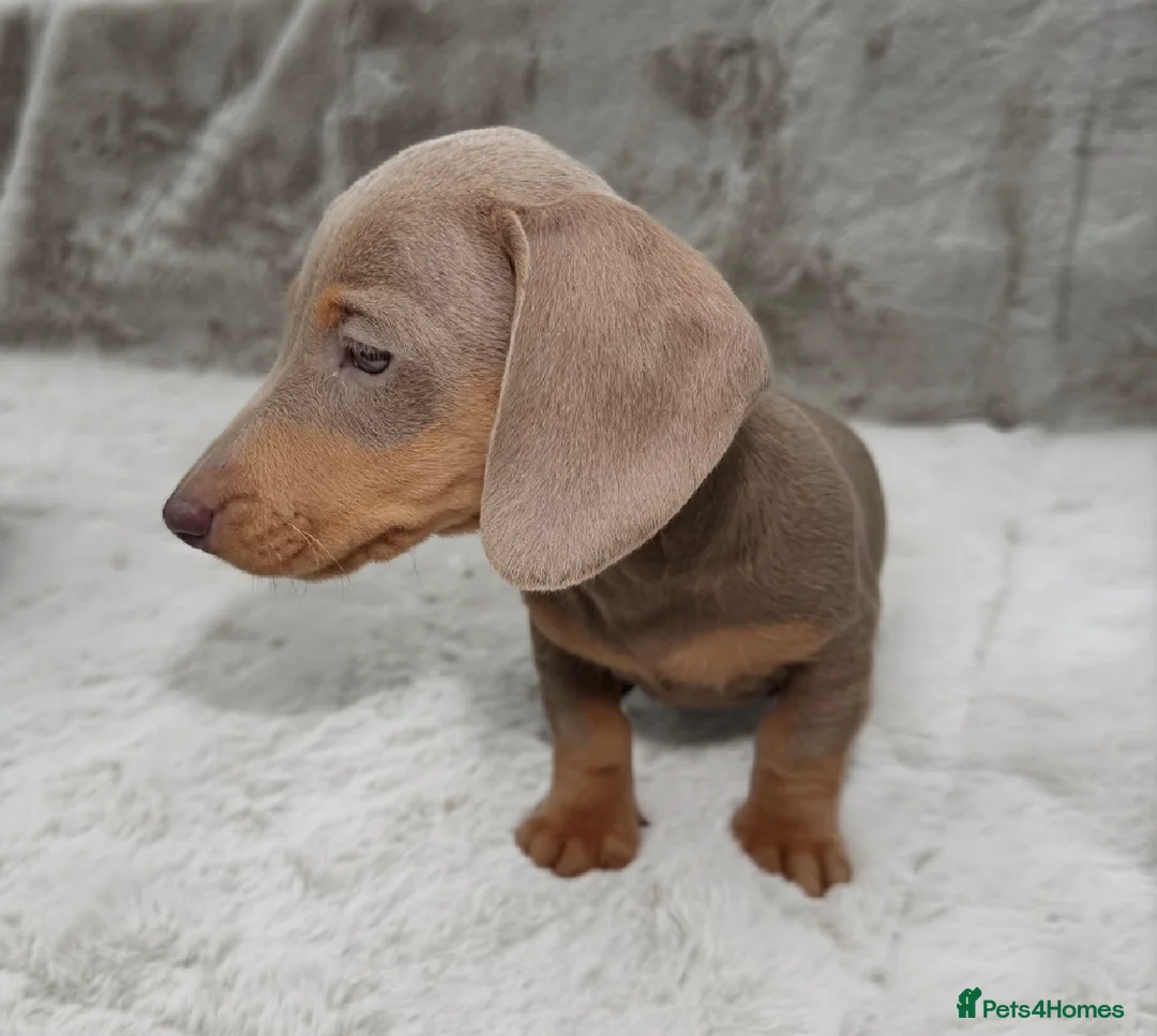 Dachshund dogs for sale: Adorable Dachshund Puppies  in Guildford - Advert 2