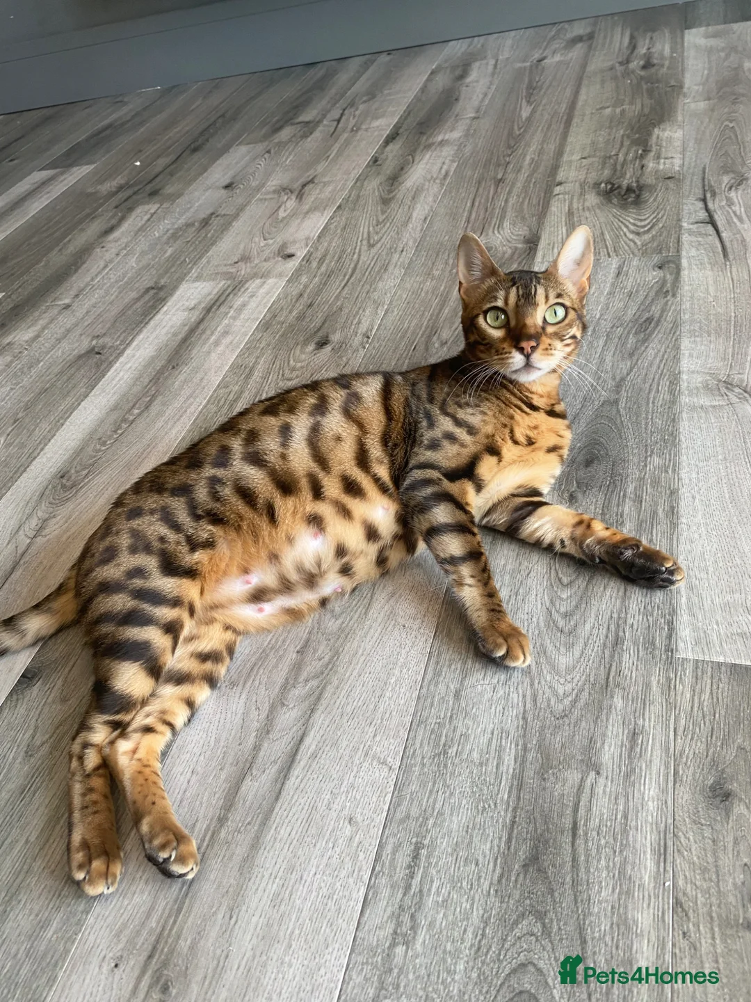 Bengal cats for sale: 3x bengal kittens full pedigree tica reg - Advert 2