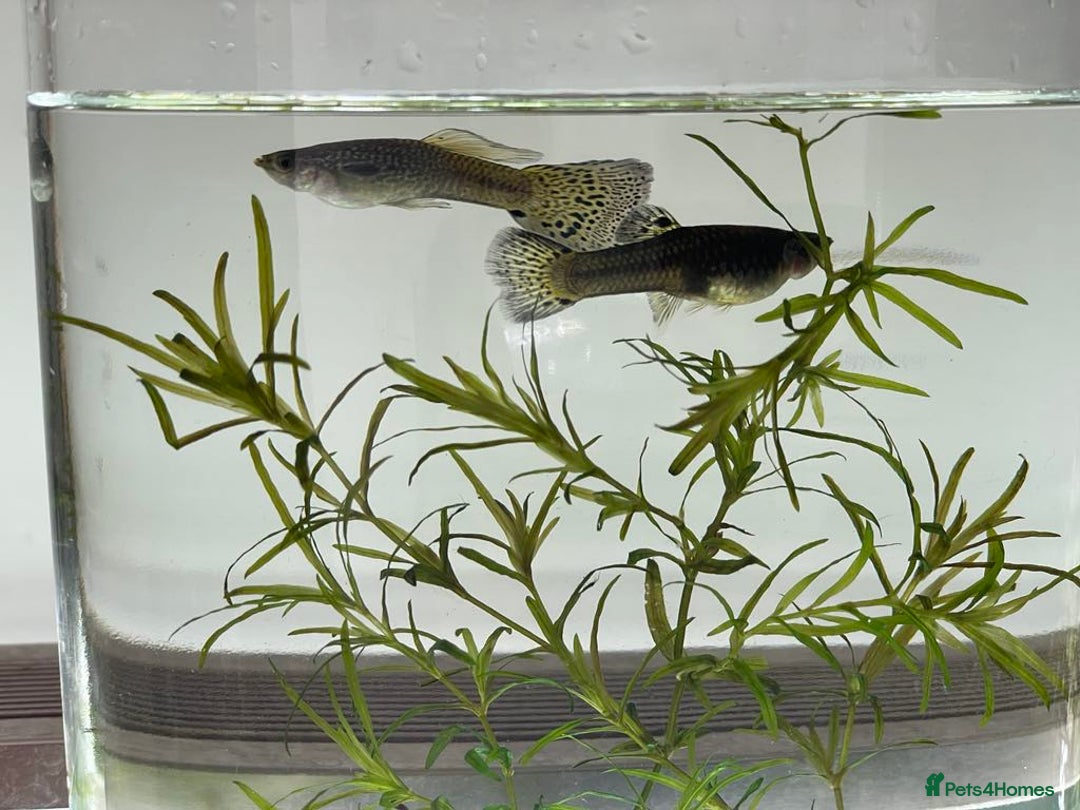 Other/Mixed Breed fish for sale: Mixed guppies 2-3 cm; guppy Fry. Fast delivery - Image 4
