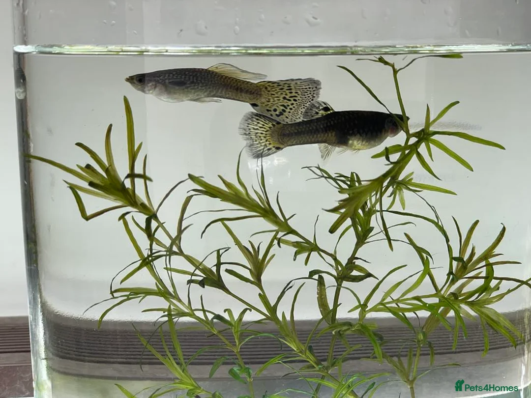 Other/Mixed Breed fish for sale: Mixed guppies 2-3 cm; guppy Fry. Fast delivery - Advert 4