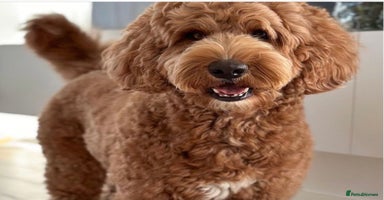 Labradoodle dogs - Advert 4