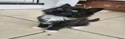 Mixed Breed cats for sale: 2 Black boys 1 Tuxedo Girl Ready Now - Advert 12