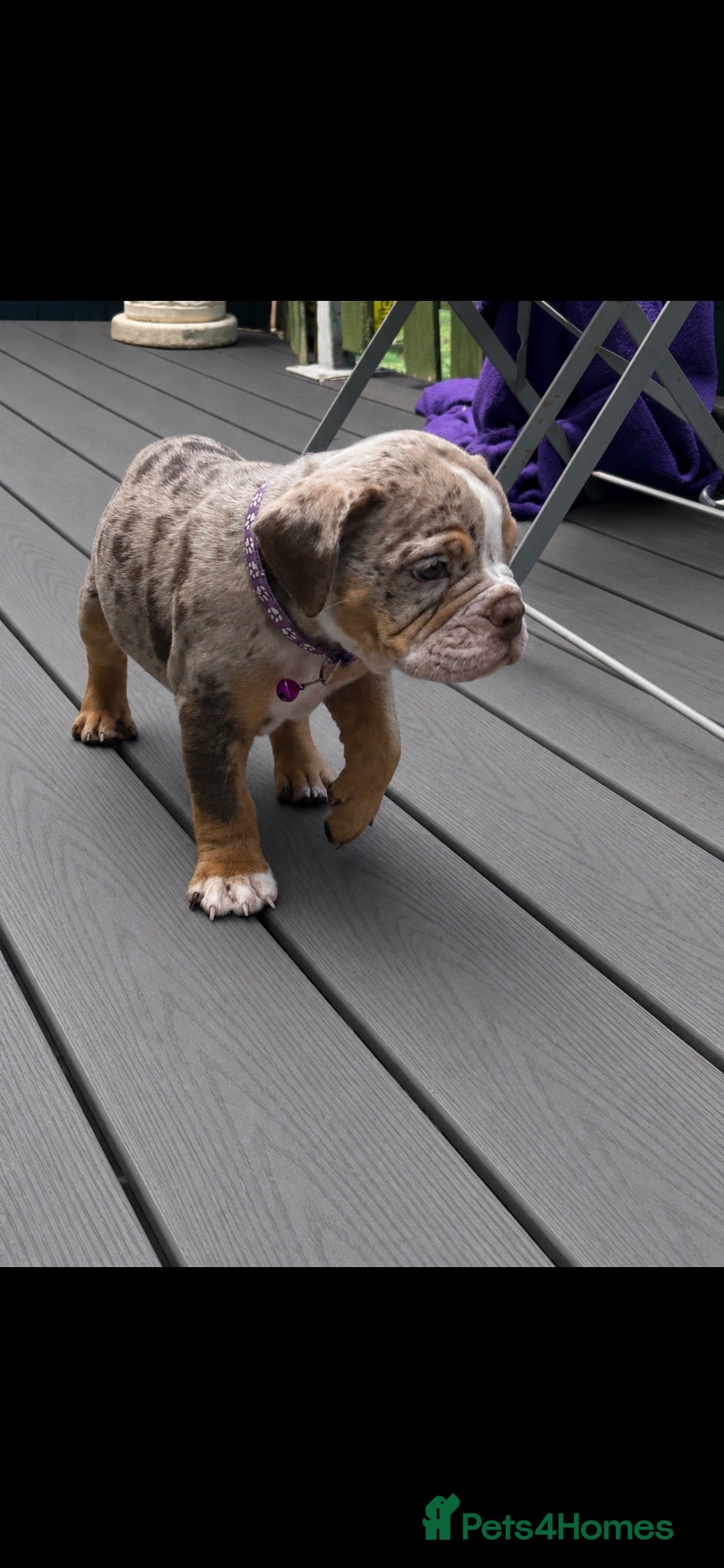 Dorset Olde Tyme Bulldogge dogs ⭐️olde English bulldog puppies ⭐️ - Advert 1