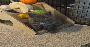 Maine Coon cats - Advert 2