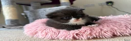 Mixed Breed cats for sale: 3 male kittens for sale  in Evesham - Advert 18