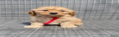 Red Collar