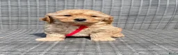 Cavapoochon dogs for sale: Cavapoochon Pups For Sale - Advert 4