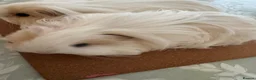 Guinea Pig rodents for sale: 2 bonded female Sheltie guinea pigs cream & white  - Advert 5