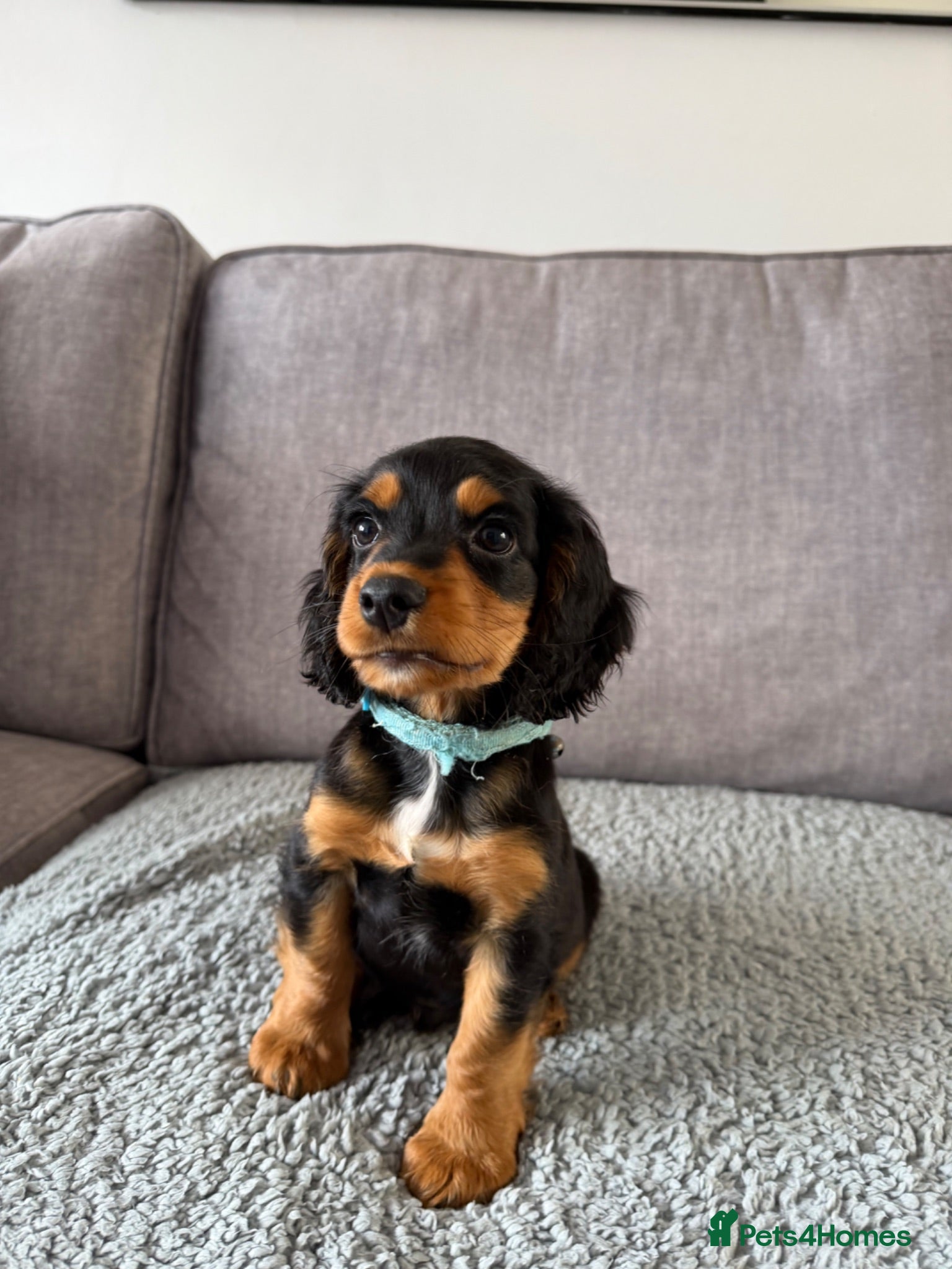 Cocker Spaniel dogs LAST BLACK & TAN COCKER SPANIEL BOY READY NOW - Advert 2