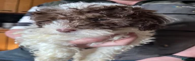 Cockapoo 3