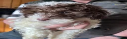 Cockapoo dogs for sale: Beautiful toy F1b Cockapoos  in Crewe - Advert 3