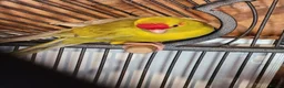 Parakeets birds for sale: BEAUTIFUL kAKARIKIS - Advert 7