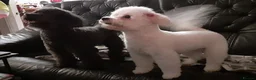 Poochon dogs for sale: Poochon Puppies - Advert 2