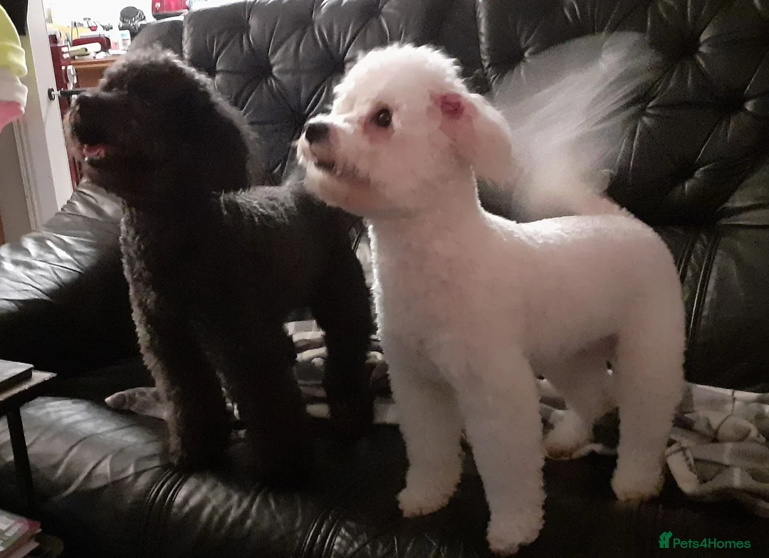 Poochon dogs for sale: Poochon Puppies - Advert 2